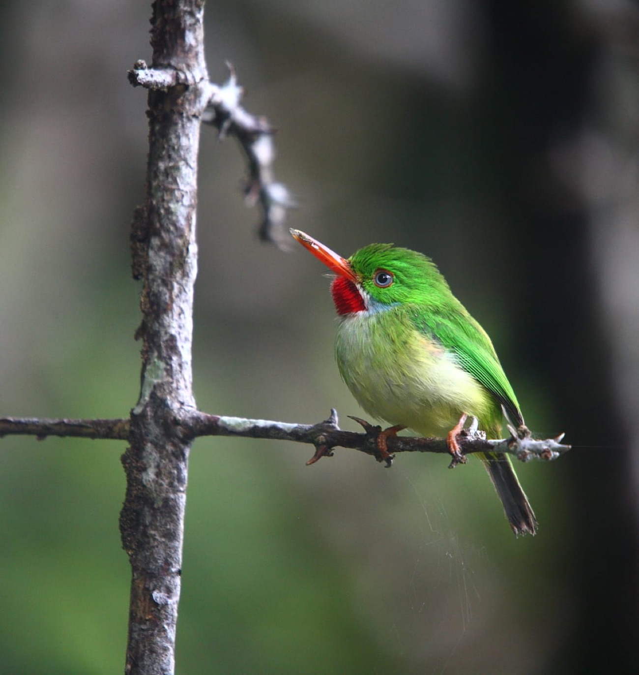Arrowhead Birding Tours photo 2