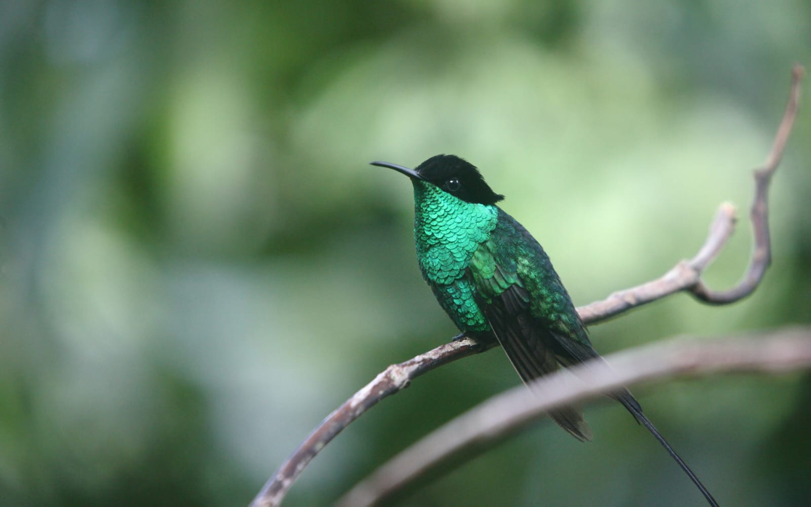 Arrowhead Birding Tours